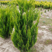 Кіпарисовик Лавсона Івонне купить