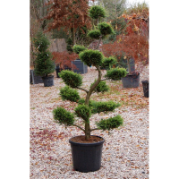 Кипарисовик Лейланда бонсай купить