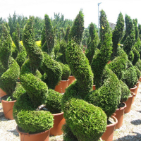 Кипарисовик Лейланда Castlewelland Gold спираль купить