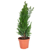 Кипарисовик Лавсона Элвуди купить