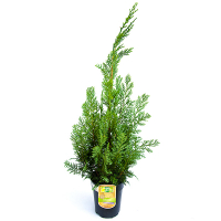 Кіпарисовик Лавсона Уайт Спот купить