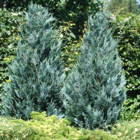 Кипарисовик Лавсона Пельтс Блю купить