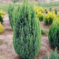 Кіпарисовик Лавсона Еллвудс Голд купить