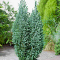 Кіпарисовик Лавсона Сноу Вайт купить