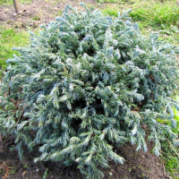 Кипарисовик горохоплодный Curly Tops C2 купить