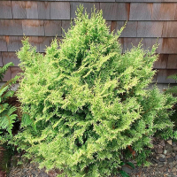 Кипарисовик тупий Lucas купить