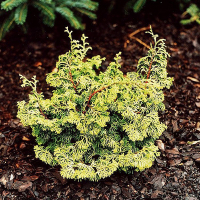 Кипарисовик тупой Tsatsumi купить