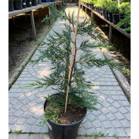 Кипарисовик Лейланда купить