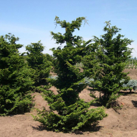 Кіпарисовик тупий Конторта купить