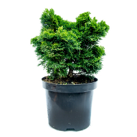 Кіпарисовик притуплений Нана Грациліс купить