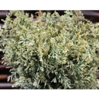 Кипарисовик Лавсона Перли Свирлс купить