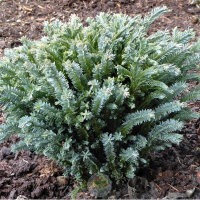 Кипарисовик Лавсона Pygmaea Argentea купить