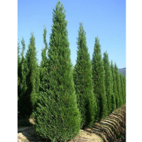 Кіпарисовик Лейланда Castlewelland Gold купить