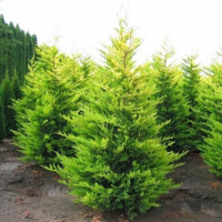 Кипарисовик Лейланда Голд Райдер купить