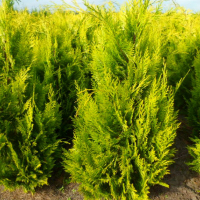 Кипарисовик лавсона Івонне купить