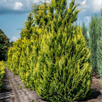 Кипарисовик Лавсона Алюмиголд купить