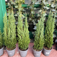 Кіпарисовик Лавсона Елвуді купить