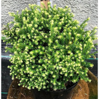 Кипарисовик горохоплодный Spaan's Cannonball купить