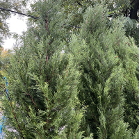 Кипарисовик Лейланда Блю Джинс купить