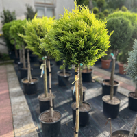 Кипарисовик Лейланда Голд Райдер штамб купить