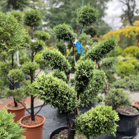 Кипарисовик Лейланда Castlewellan Gold Bonsai купить