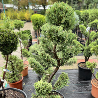 Кипарисовик Лейланда Bonsai купить