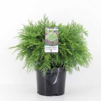 Кипарисовик Лавсона Globosa купить