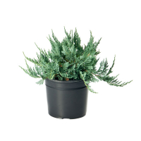 Можжевельник казацкий Тамарисцифолия купить