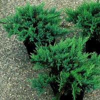 Можжевельник казацкий Там но Блайт купить