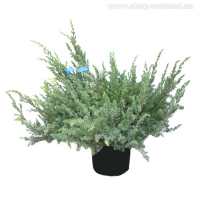 Можжевельник прибрежный Шлягер купить