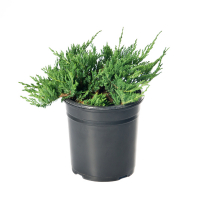 Можжевельник горизонтальный Принц Уэльский купить