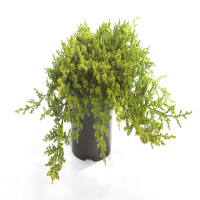 Можжевельник лежачий Нана купить