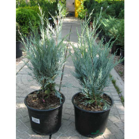 Можжевельник скальный Mунглоу купить