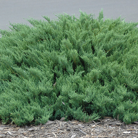 Можжевельник казацкий Тамарисцифолия купить