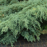 Можжевельник чешуйчатый Блю Карпет купить
