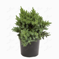 Можжевельник средний Мордиган Голд купить