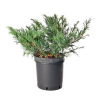 Можжевельник виргинский Глаука купить