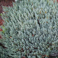 Ялівець Віргінський 'Grey Owl' купить