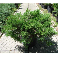 Можжевельник горизонтальный Андорра Компакт купить