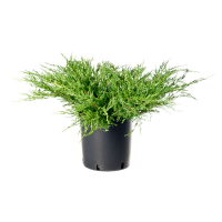 Ялівець horizontalis «Andorra Compacta» купить