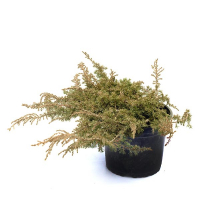 Можжевельник обыкновенный Грин Карпет купить