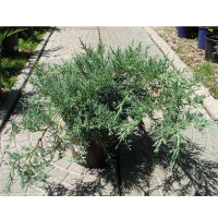 Можжевельник Пфитцериана Глаука купить