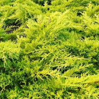 Можжевельник средний Голд Стар купить