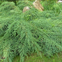 Ялівець середній 