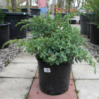 Можжевельник чешуйчатый Блю Свид купить