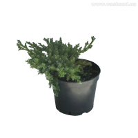 Можжевельник чешуйчатый Блю Свид купить