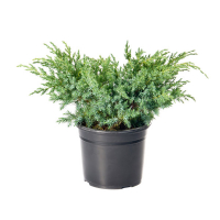 Можжевельник чешуйчатый Ханнеторп (Блю Швед) купить