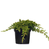 Можжевельник китайский Экспанса Вариегата купить