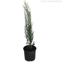 Можжевельник скальный Скайрокет купить