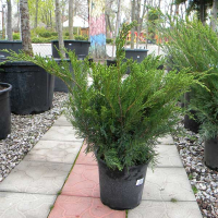 Можжевельник средний Минт Джулеп купить